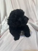 AA, a male Shihpoo for sale in Bonneau, SC – Photo 7 of 7