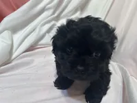 AA, a male Shihpoo for sale in Bonneau, SC – Photo 3 of 7