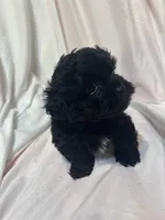 AA, a male Shihpoo for sale in Bonneau, SC – Photo 5 of 7