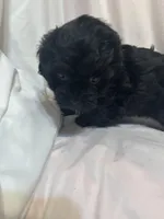 AA, a male Shihpoo for sale in Bonneau, SC – Photo 1 of 7