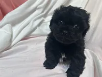 AA, a male Shihpoo for sale in Bonneau, SC – Photo 6 of 7