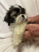 D, a male Shih Tzu for sale in Bonneau, SC – 2 of 7