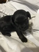 C, a male Shihpoo for sale in Bonneau, SC – 5 of 9