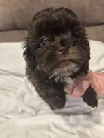 10, a female Shihpoo for sale in Bonneau, SC – 4 of 10
