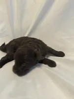 A, a female Shihpoo for sale in Bonneau, SC – 6 of 9