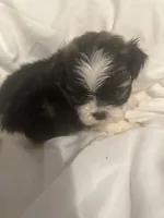 A, a male Shih Tzu for sale in Bonneau, SC – 5 of 8