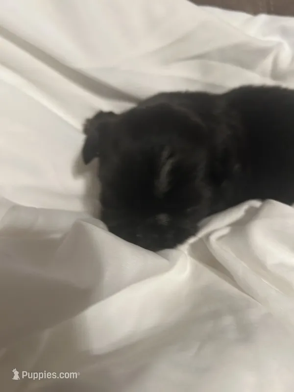 2 – Shih Tzu puppy for sale in Bonneau, SC
