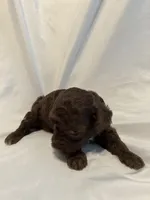 G, a female Poodle - Toy  for sale in Bonneau, SC – 6 of 7
