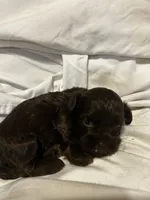 D, a female Shihpoo for sale in Bonneau, SC – 4 of 10