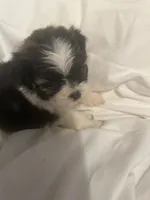 A, a male Shih Tzu for sale in Bonneau, SC – 3 of 8