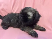 3, a male Shih Tzu for sale in Bonneau, SC – 9 of 10