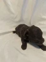 A, a female Shihpoo for sale in Bonneau, SC – 7 of 9