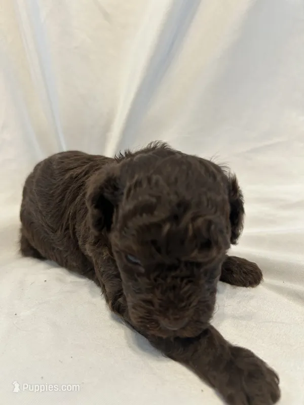 G – Poodle - Toy  puppy for sale in Bonneau, SC