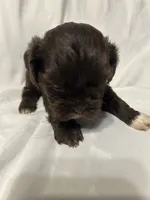A, a male Shihpoo for sale in Bonneau, SC – 4 of 5