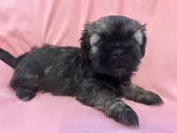 3, a male Shih Tzu for sale in Bonneau, SC – 6 of 10