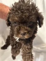 A, a female Poodle - Toy  for sale in Bonneau, SC – 4 of 6