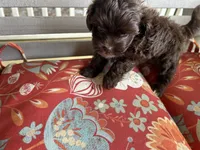A, a male Shihpoo for sale in Bonneau, SC – 7 of 8