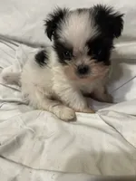 5, a female Shih Tzu for sale in Bonneau, SC – 3 of 10