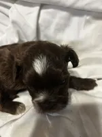 A, a male Shihpoo for sale in Bonneau, SC – 1 of 10