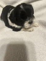 C, a male Shih Tzu for sale in Bonneau, SC – 6 of 6