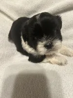 C, a male Shih Tzu for sale in Bonneau, SC – 3 of 6