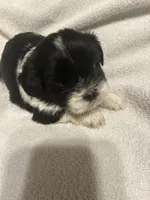 C, a male Shih Tzu for sale in Bonneau, SC – 2 of 6