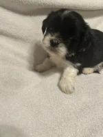 C, a male Shih Tzu for sale in Bonneau, SC – 5 of 6