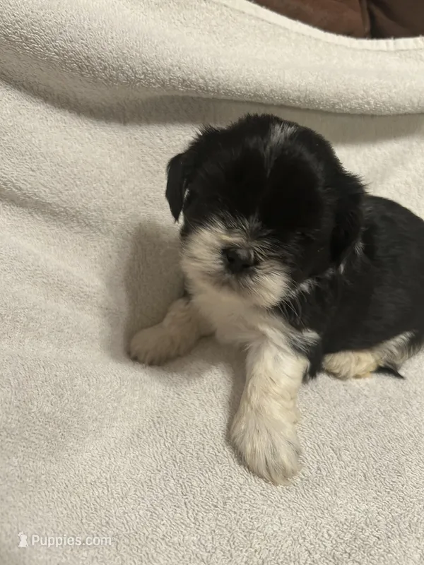 C, a male Shih Tzu for sale in Bonneau, SC – 1 of 6