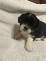 C, a male Shih Tzu for sale in Bonneau, SC – 1 of 6