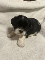 C, a male Shih Tzu for sale in Bonneau, SC – 4 of 6