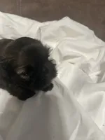 2, a female Shih Tzu for sale in Bonneau, SC – 6 of 9