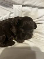 D, a female Shihpoo for sale in Bonneau, SC – 3 of 10