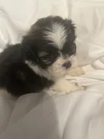 A, a male Shih Tzu for sale in Bonneau, SC – 4 of 8