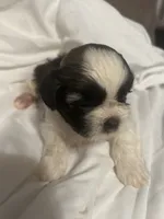 B, a male Shih Tzu for sale in Bonneau, SC – 7 of 9