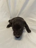 A, a female Shihpoo for sale in Bonneau, SC – 9 of 9