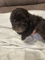 10, a female Shihpoo for sale in Bonneau, SC – 5 of 10
