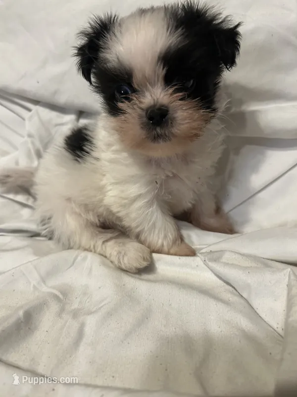 5 – Shih Tzu puppy for sale in Bonneau, SC