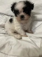 5, a female Shih Tzu for sale in Bonneau, SC – 1 of 10