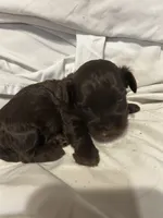 D, a female Shihpoo for sale in Bonneau, SC – 7 of 10