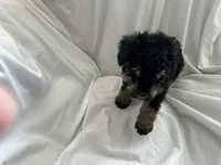 processed/3ef095c6-5065-49fd-b2bc-2d90de87488a/listing/6111753d-8444-47ff-bbd0-50555d0971c2/2bd0351e-f7d4-4035-98cb-5f4d6cfe5476