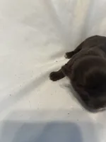 2, a female Shihpoo for sale in Bonneau, SC – 3 of 6