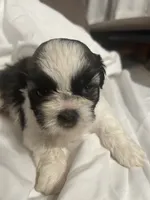 B, a male Shih Tzu for sale in Bonneau, SC – 5 of 9