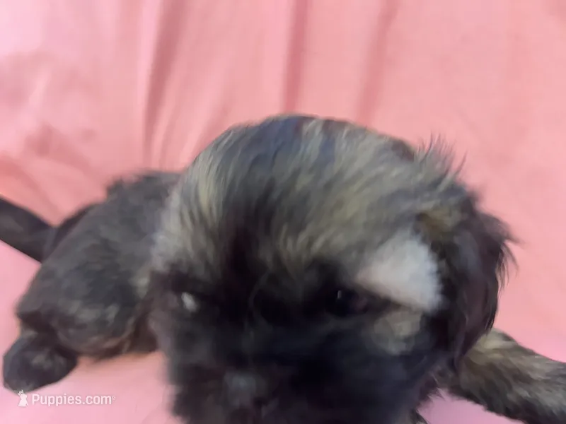 3 – Shih Tzu puppy for sale in Bonneau, SC