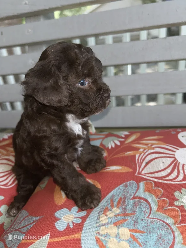 G – Poodle - Toy  puppy for sale in Bonneau, SC