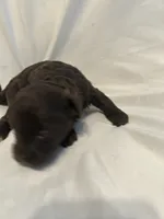 A, a female Shihpoo for sale in Bonneau, SC – 8 of 9