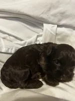 D, a female Shihpoo for sale in Bonneau, SC – 10 of 10