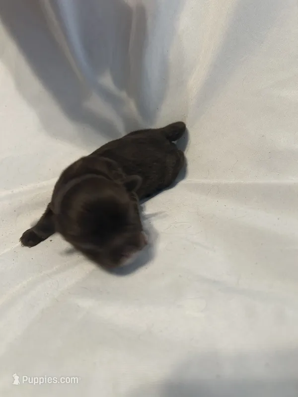 2 – Shihpoo puppy for sale in Bonneau, SC