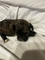 B, a male Shihpoo for sale in Bonneau, SC – 6 of 10