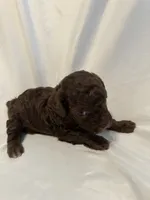 G, a female Poodle - Toy  for sale in Bonneau, SC – 2 of 7