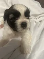 B, a male Shih Tzu for sale in Bonneau, SC – 8 of 9